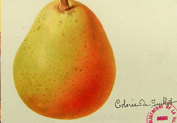 Bunte Julibirne