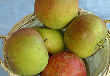 Cox Orangenrenette