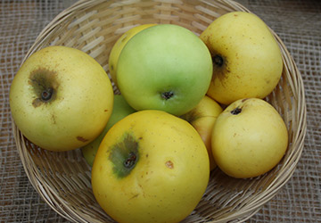 Gelber Edelapfel