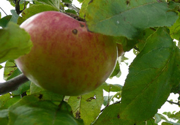 Hauxapfel